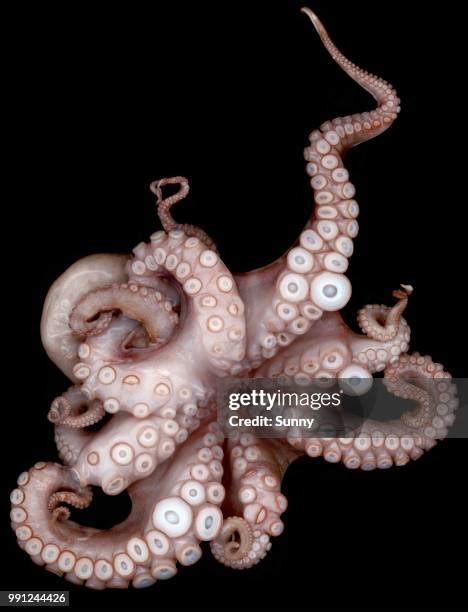 tentacle monster|352 Tentacle Monster Stock Photos & High.